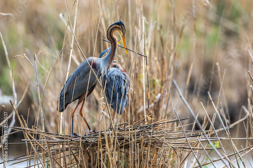 Purpurreiher (Ardea purpurea) mit Nistmaterial photo