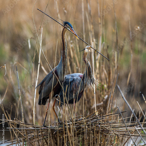 Purpurreiher (Ardea purpurea) mit Nistmaterial photo