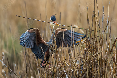 Purpurreiher (Ardea purpurea) mit Nistmaterial photo