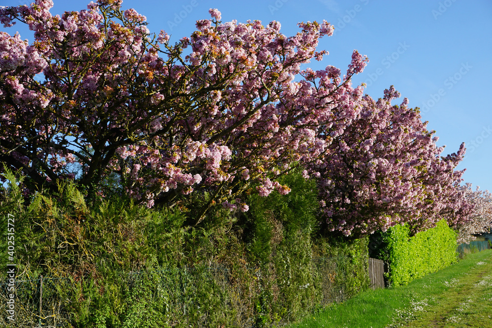 row of pink cherry trees in full bloom in the country in France row of pink cherry trees in full bloom in the country in France