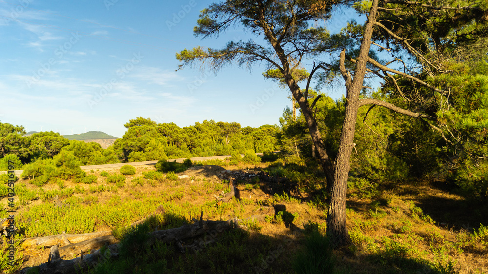 pictures of the wonderful nature in the forest pictures of the wonderful nature in the forest