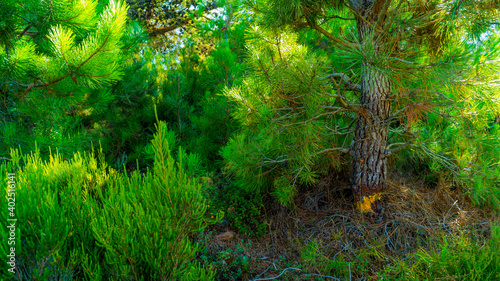 pictures of the wonderful nature in the forest 