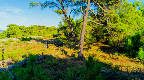 pictures of the wonderful nature in the forest 