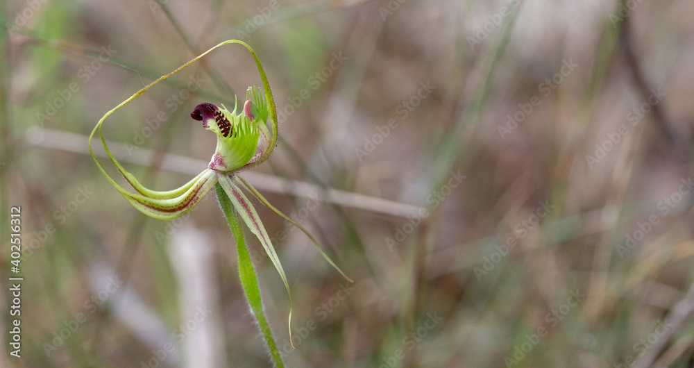 The unusual flower of the Spider Orchid Caladenia attingens in natural habitat north of Augusta in Western Australia The unusual flower of the Spider Orchid Caladenia attingens in natural habitat north of Augusta in Western Australia