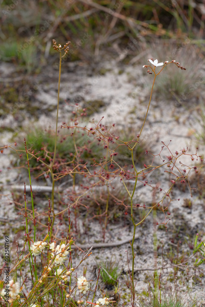 Plants of the Sundew Drosera geniculata seen east of Augusta in Western Australia, view from the side Plants of the Sundew Drosera geniculata seen east of Augusta in Western Australia, view from the side