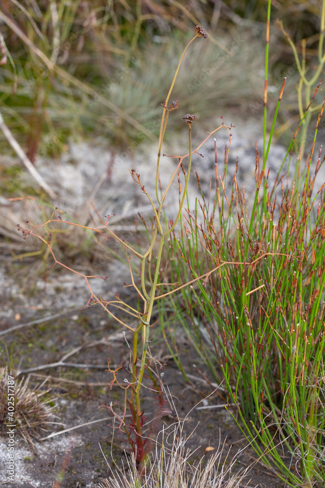A single plant of the Sundew Drosera geniculata seen east of Augusta in Western Australia, view from the side