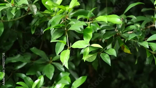 Leaves of the Sawo tree swaying in sunlight photo
