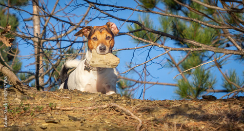 Jack Russell terrier is a happy, alert, uncompromising, loyal, active, intelligent dog, has a strong hunting instinct. © Piotr
