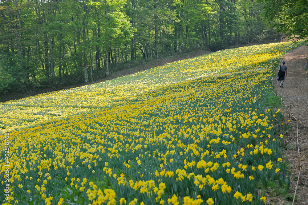 Obraz premium すいせん畑