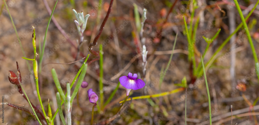 some flowers of the tiny annual Bladderwort Utricularia violacea seen close to Bunbury in Western Australia some flowers of the tiny annual Bladderwort Utricularia violacea seen close to Bunbury in Western Australia