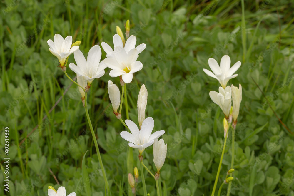 white flowered Freesia close Bunbury in Western Australia white flowered Freesia close Bunbury in Western Australia