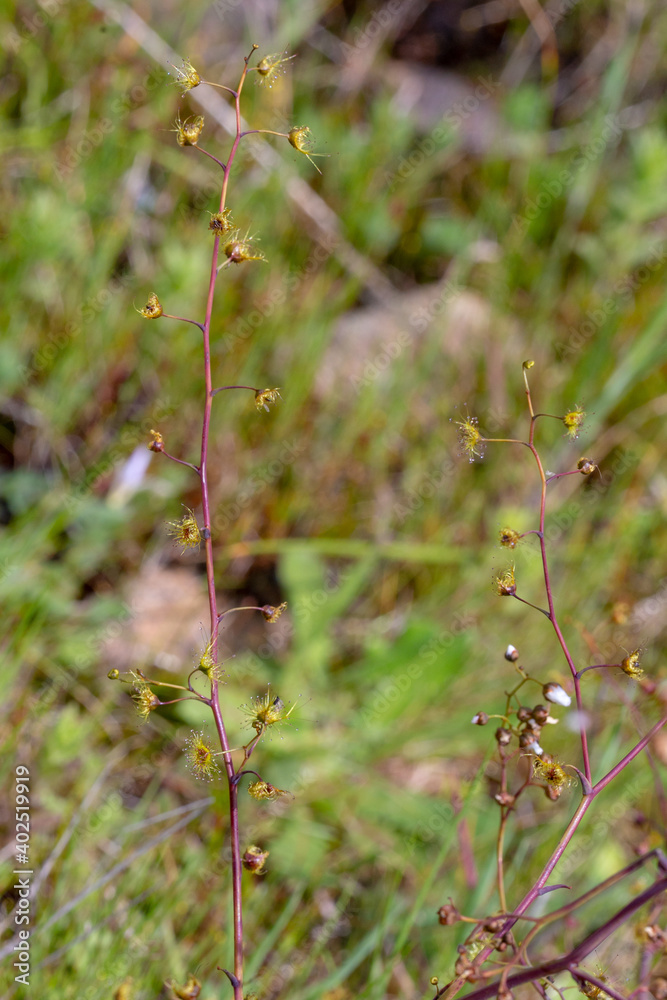 The giant Sundew Drosera gigantea on a granite rock close to Waroona in Western Australia, view from the side The giant Sundew Drosera gigantea on a granite rock close to Waroona in Western Australia, view from the side