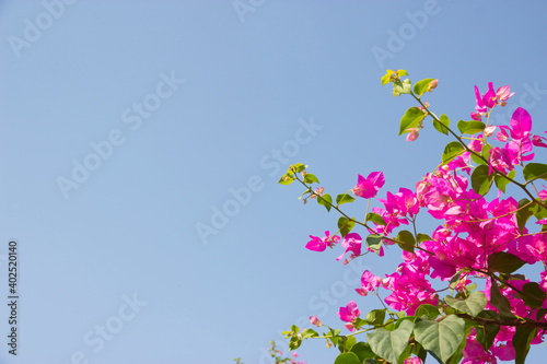Pink Bougainvillea flower under blue sky for wallpaper or backgrpund