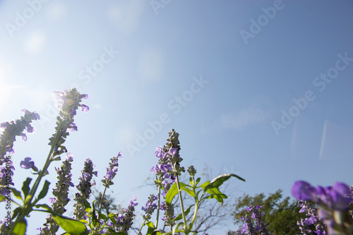 Purple Salvias flowers with sky for wallpaper or backgrpund