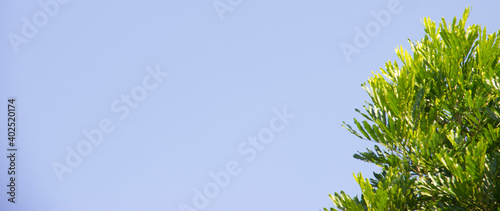 Green leaves under the sky is a blank space for the text. use it as a background or wallpaper