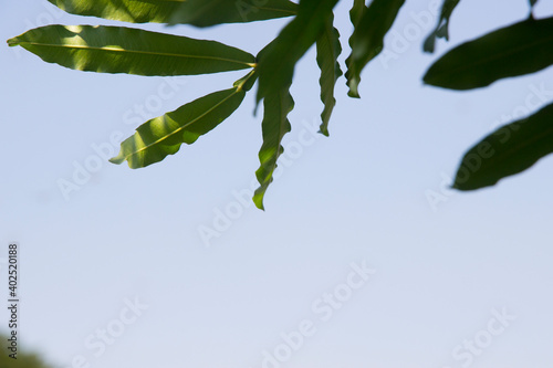 Green leaves under the sky is a blank space for the text.