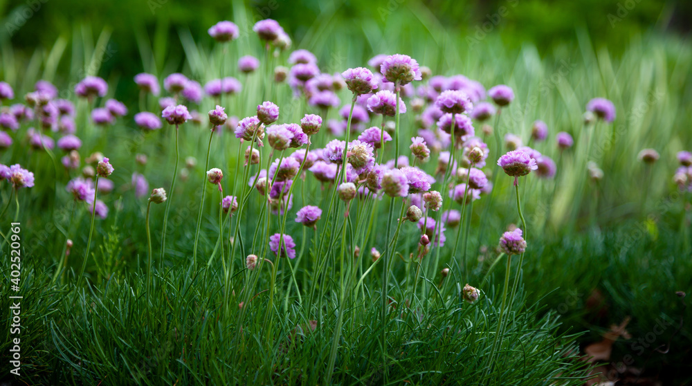 Purple flowers in the garden. Onion, or chives, is a perennial herbaceous plant Latin name: Allium schoenoprasum. Purple flowers in the garden. Onion, or chives, is a perennial herbaceous plant Latin name: Allium schoenoprasum.