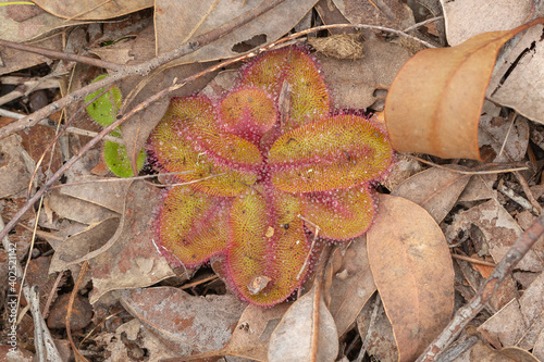 The flat rosette of the carnivorous plant Drosera collina close to Waroona in Western Australia, view from above photo