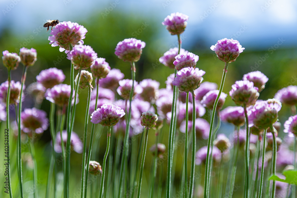 Purple flowers in the garden. Onion, or chives, is a perennial herbaceous plant Latin name: Allium schoenoprasum. Purple flowers in the garden. Onion, or chives, is a perennial herbaceous plant Latin name: Allium schoenoprasum.