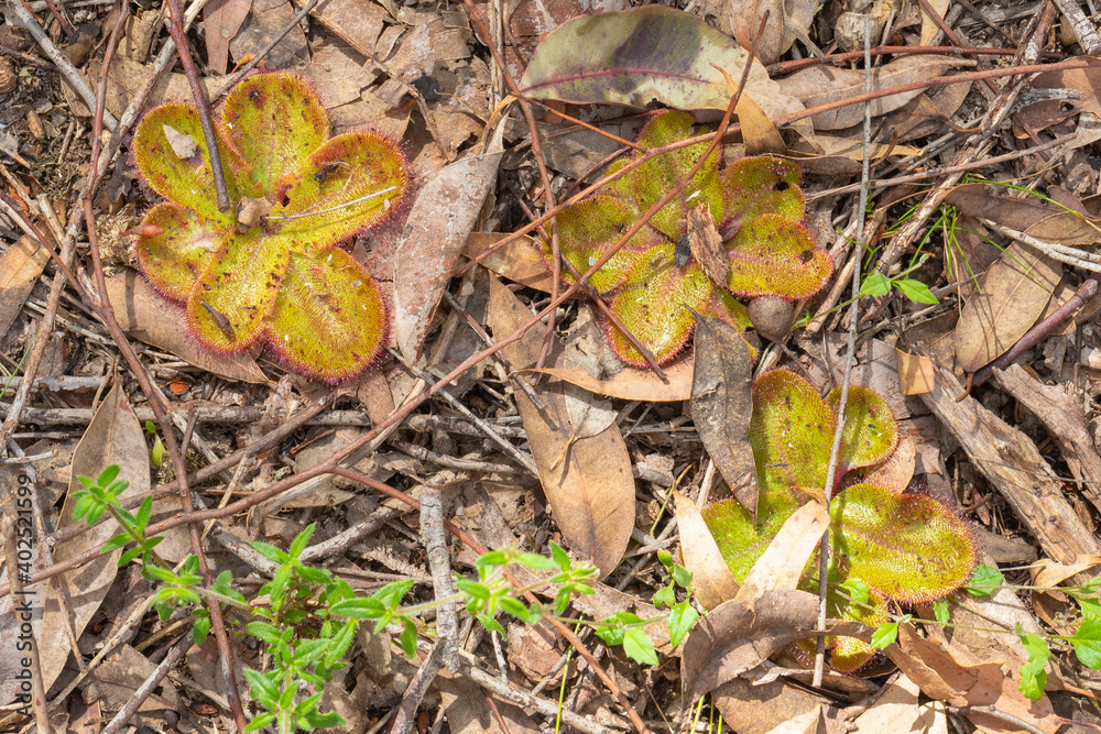 The flat rosette of the carnivorous plant Drosera collina close to Harvey in Western Australia, view from above The flat rosette of the carnivorous plant Drosera collina close to Harvey in Western Australia, view from above