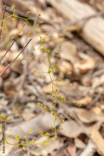 The upright growing Sundew Drosera pallida close to Waroona in Western Australia photo