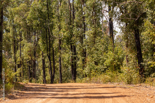 Gravel Road through a forest close to the Lake Navarino near Harvey in Western Australia photo
