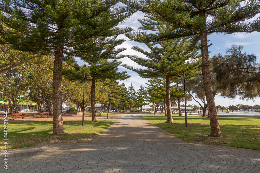 Trees close to the Harbor of Mandurah close to Perth in Western Australia
