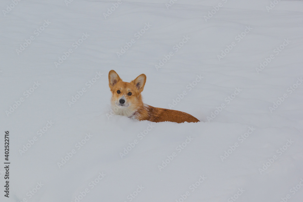 Fototapeta premium Photo of a dog (welsh corgi pembroke puppy) in the snow looking at the camera