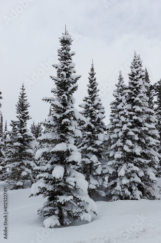 Winter landscape. Snow covered Christmas trees at dusk