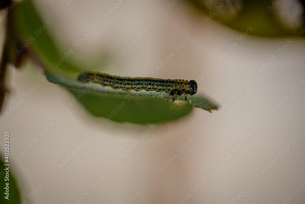 Beautiful caterpillar creeps on big green leaf in a forest habitat
Beautiful caterpillar creeps on big green leaf in a forest habitat