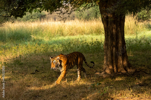 Wild female royal bengal tiger walking in natural light and shadow at ranthambore national park or tiger reserve rajasthan india - panthera tigris tigris photo