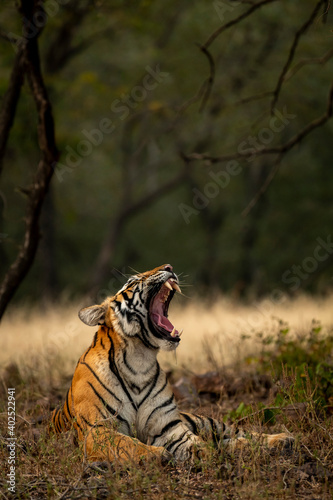 Wild female royal bengal tiger yawning in natural green background at ranthambore national park or tiger reserve rajasthan india - panthera tigris tigris