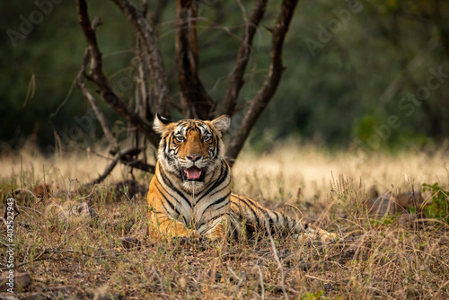 Wild female royal bengal tiger resting in natural green background at ranthambore national park or tiger reserve rajasthan india - panthera tigris tigris photo