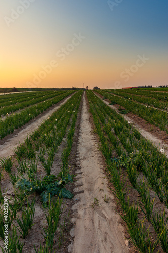 A field with rows of daffodils for sale  the Israeli winter at sunset