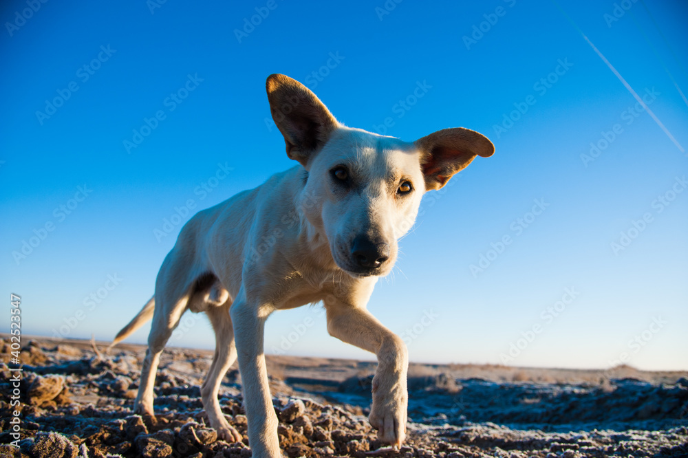 Lonely stray dog