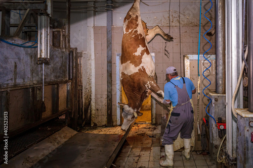 Carcass in a cow slaughterhouse photo