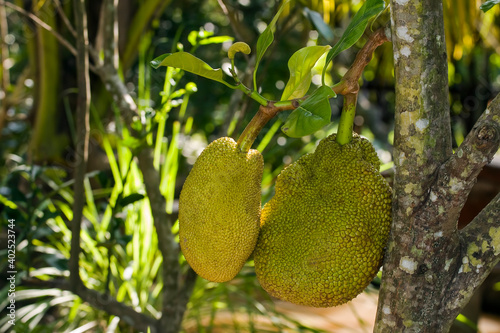 Fruit on a Jackfruit tree  Artocarpus heterophyllus   Mekong  My Tho  south- east-asia  Vietnam  Asia