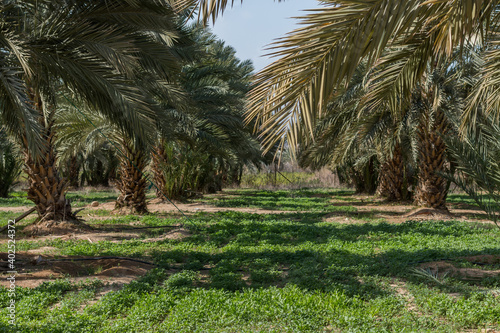Dates tree farm in Jordan Valley, during springtime