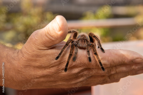 A spider tarantula crawling on a mans hand