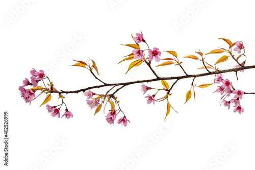 Cherry blossom flower in blooming with branch isolated on white background for spring season