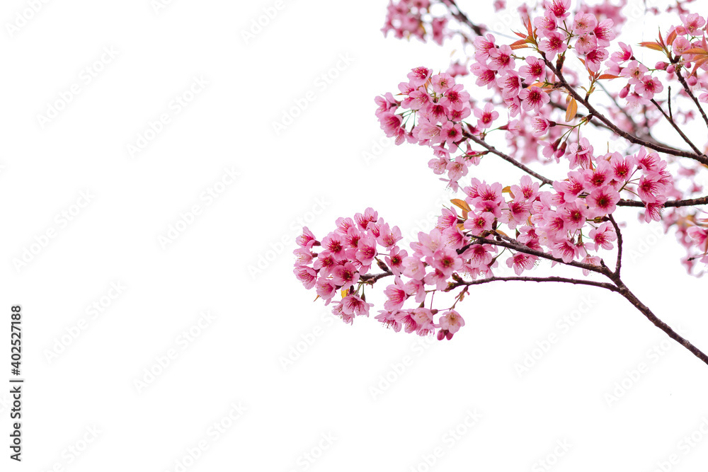 Cherry blossom flower in blooming with branch isolated on white background for spring season