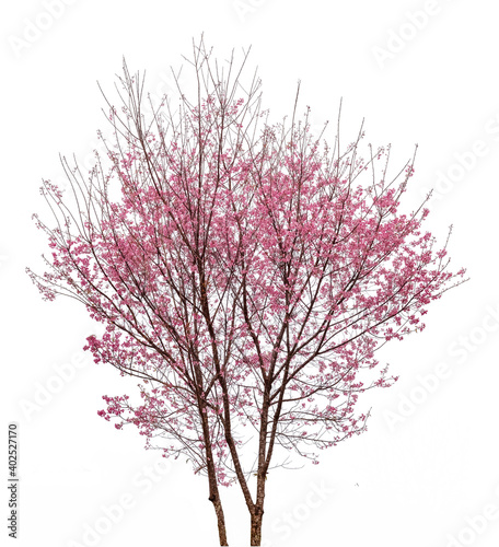 Pink sakura flower cherry tree isolated on white background. © AungMyo
