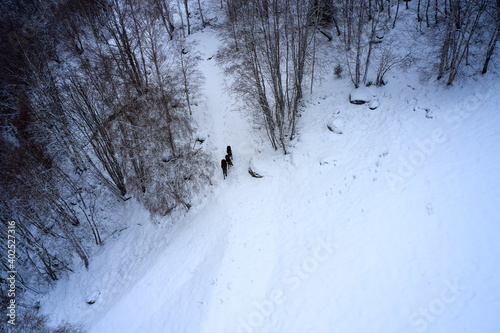 Moose in the cold Norwegian winter forest. Shot above with a drone. The animal did not care about the drone flying above them. 