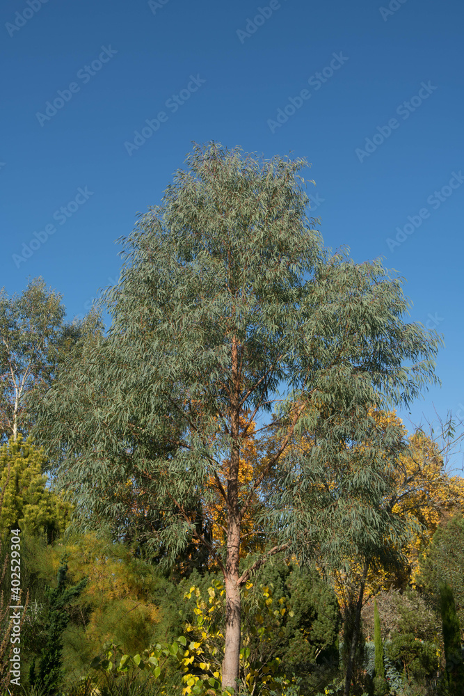 Autumn Foliage of an Evergreen Narrow Leaved Black Peppermint Tree (Eucalyptus nicholii) Growing in a Garden in Rural Devon, England, UK Autumn Foliage of an Evergreen Narrow Leaved Black Peppermint Tree (Eucalyptus nicholii) Growing in a Garden in Rural Devon, England, UK