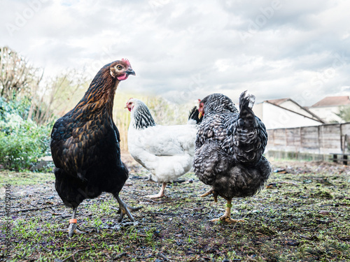 Farmyard in winter time. Three laying hens of the Marans, Sussex and Coucou de Rennes breeds
