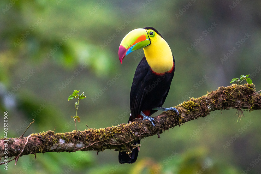 Wildlife from Costa Rica, tropical bird. Toucan sitting on the branch in the forest, green vegetation. Nature travel holiday in central America. Keel-billed Toucan, Ramphastos sulfuratus. Wildlife from Costa Rica, tropical bird. Toucan sitting on the branch in the forest, green vegetation. Nature travel holiday in central America. Keel-billed Toucan, Ramphastos sulfuratus.