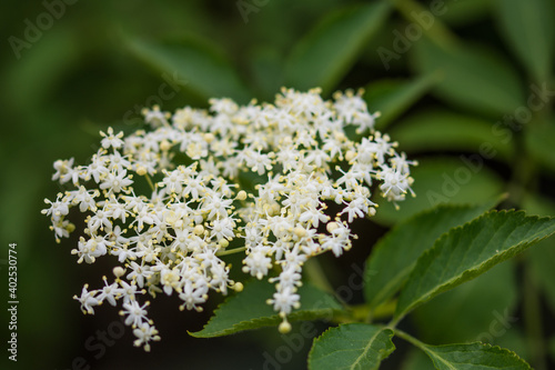 Holunderblüte (elderflower)