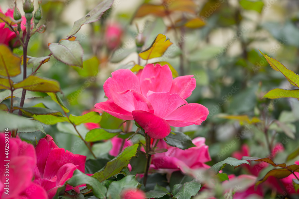 Rose Rose