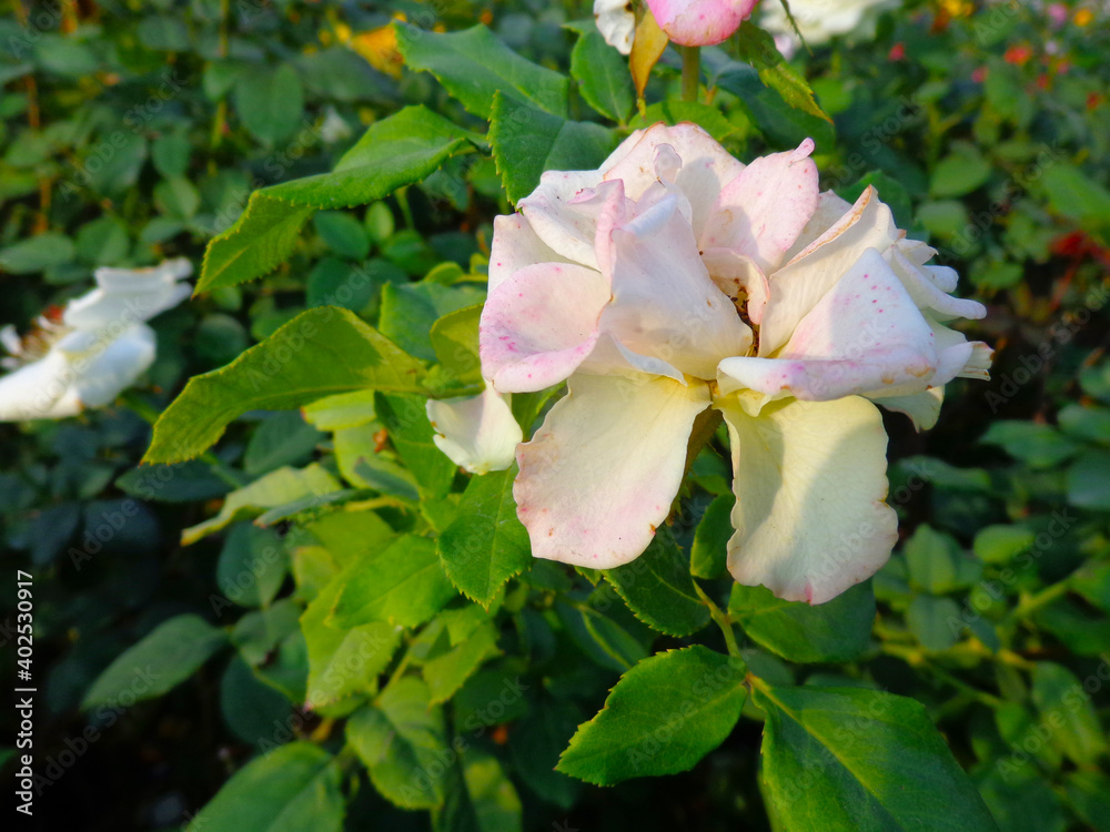 beautiful white rose flower in garden beautiful white rose flower in garden
