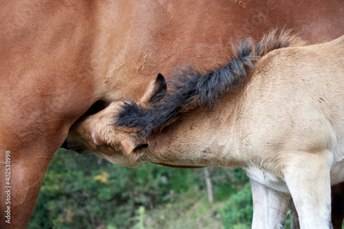 Potros, yeguas y percheron